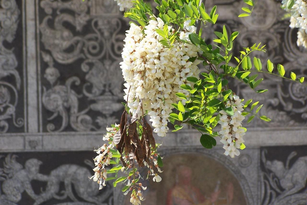 Acacia Firenze - Primula公寓 外观 照片